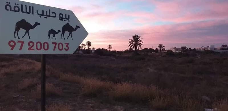 Camel Farm - Image 2