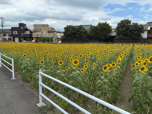 笹井のひまわり畑 - Image 1
