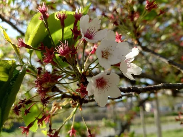 旭昇桜 - Image 2