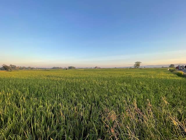 Sawah Atong - Image 1