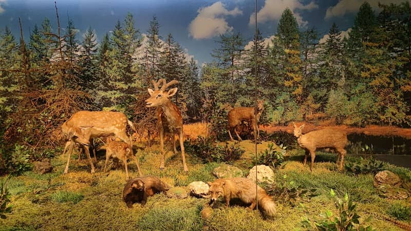 Changbaishan Natural Museum - Image 2