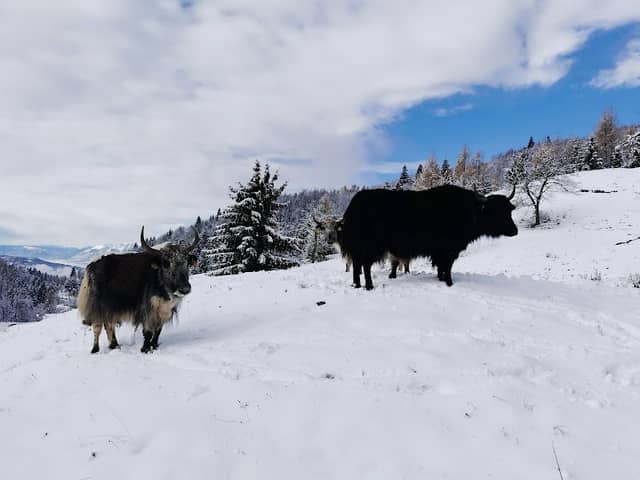 Altopiano Alpago - Image 1