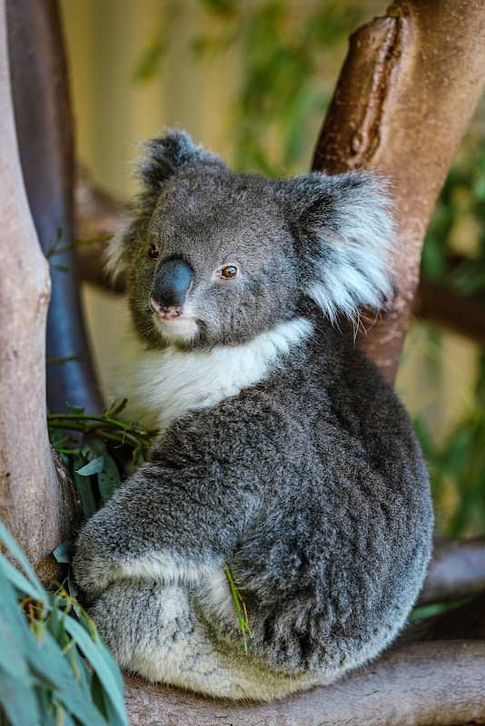 Caversham Wildlife Park - Image 1