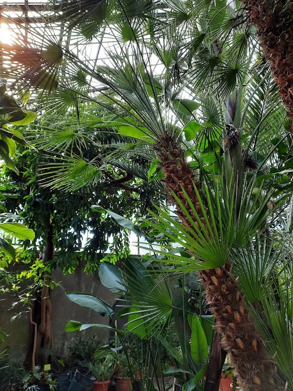 Palmenhaus Konstanz - Image 2
