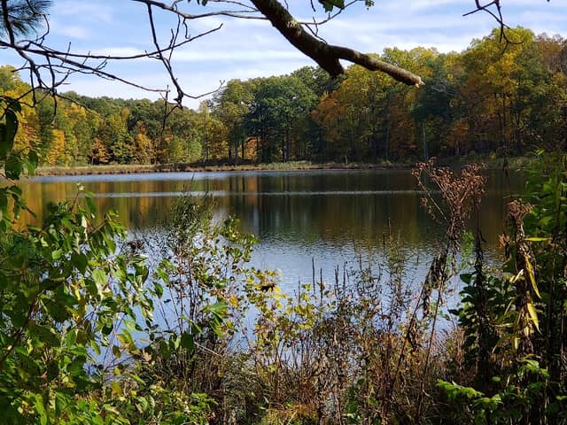 Farrington Woods - Image 4