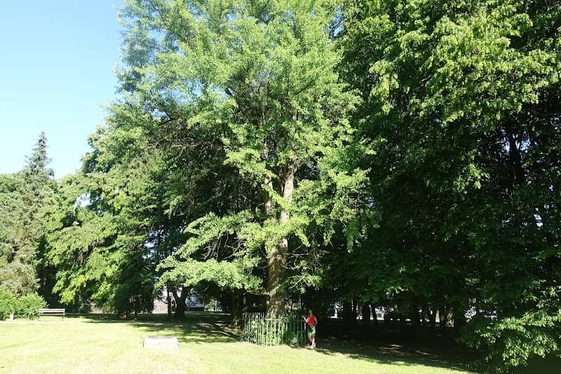 Gingko dvojlaločné - Image 1