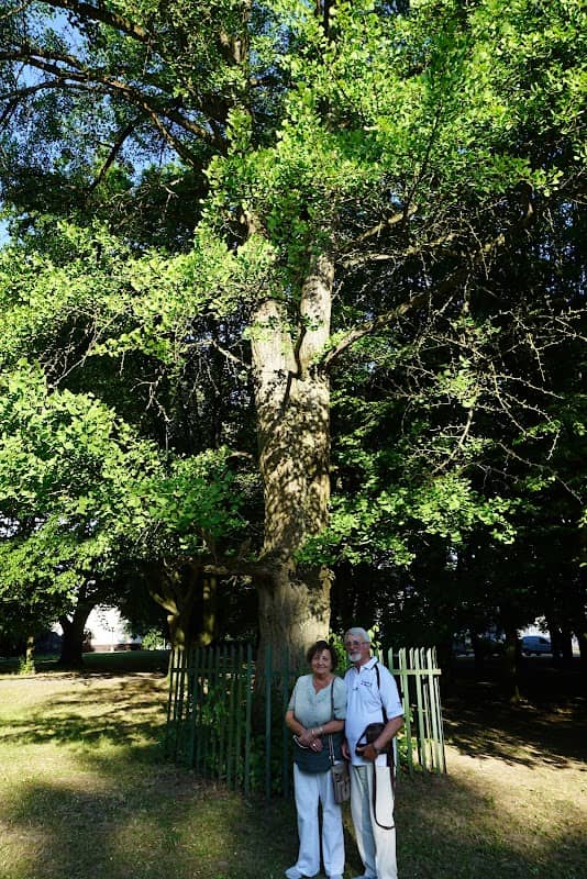 Gingko dvojlaločné - Image 2