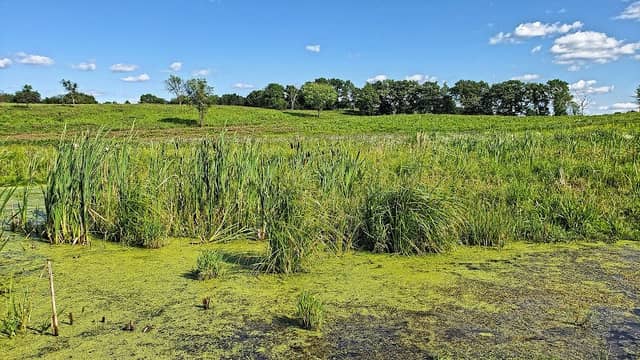 Buddy's Prairie, Faville Grove Sanctuary (Southern Wisconsin Bird Alliance) - Image 1