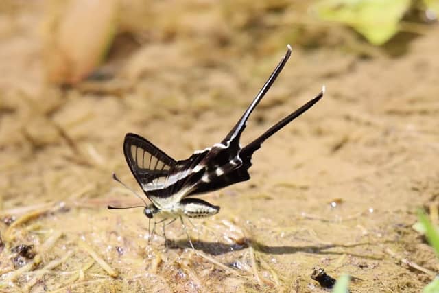 Fung Yuen Butterfly Reserve - Image 1