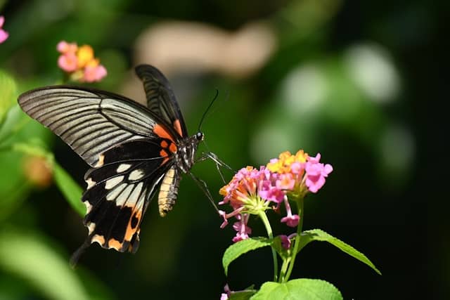 Fung Yuen Butterfly Reserve - Image 3