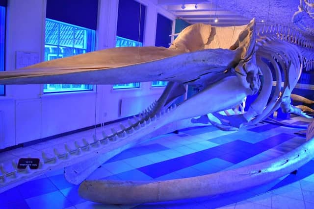 Nature Museum Fryslân - Image 2