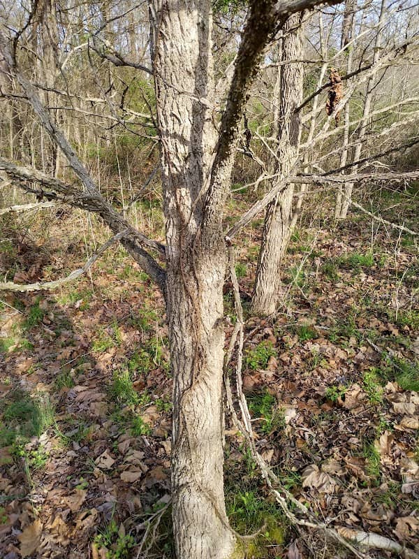 Mary Ingles Trail - Image 1