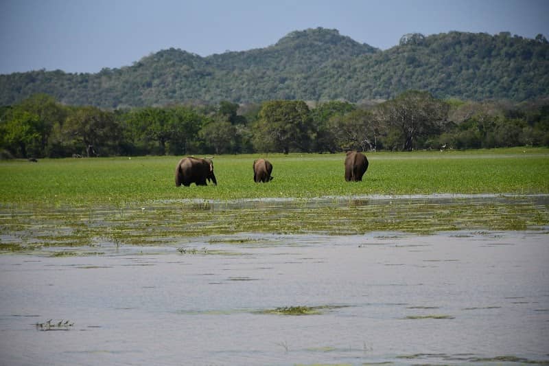 Wild Earth Ceylon Pvt Ltd - Image 1