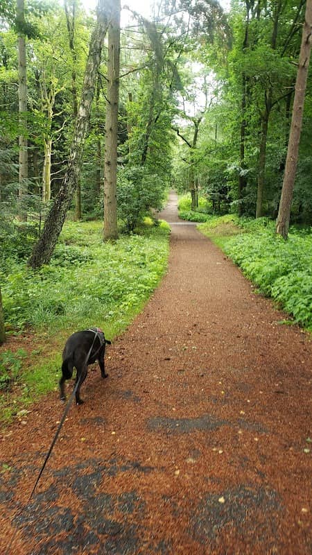 Lysbro Hundepark - Image 1