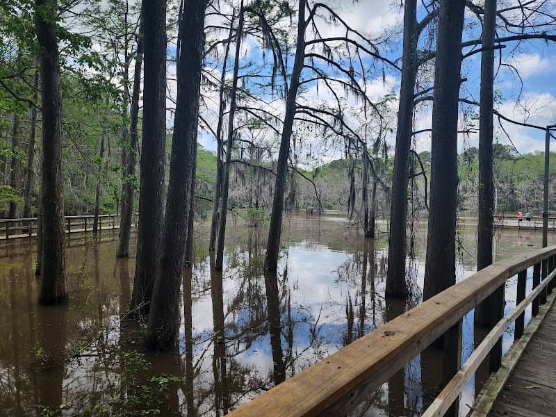 Caddo Lake Bayou Tours - Image 3