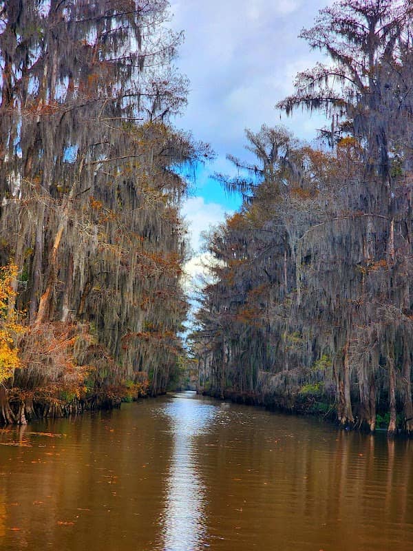 Caddo Lake Bayou Tours - Image 1