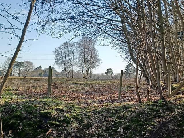 Fritton/ Waveney forest - Image 2
