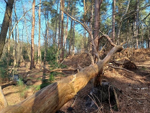 Fritton/ Waveney forest - Image 1