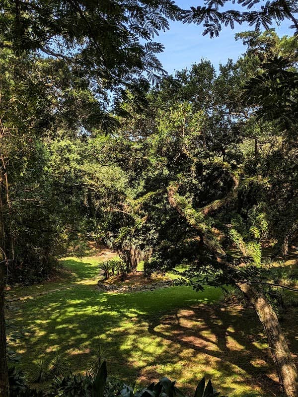 Magical Oak Tree - Image 1