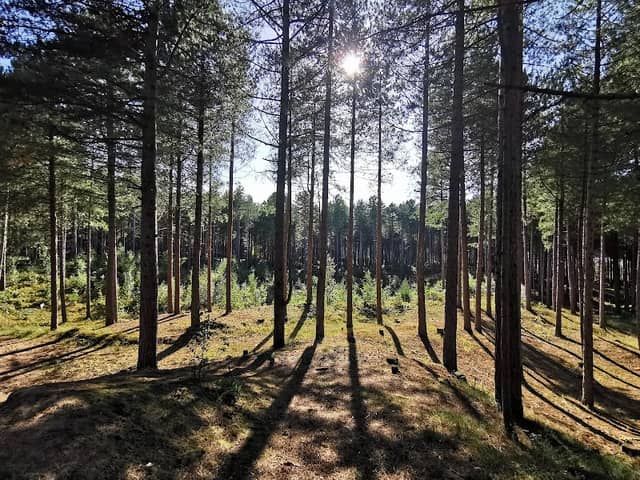 Ainsdale Pine Woods - Image 1