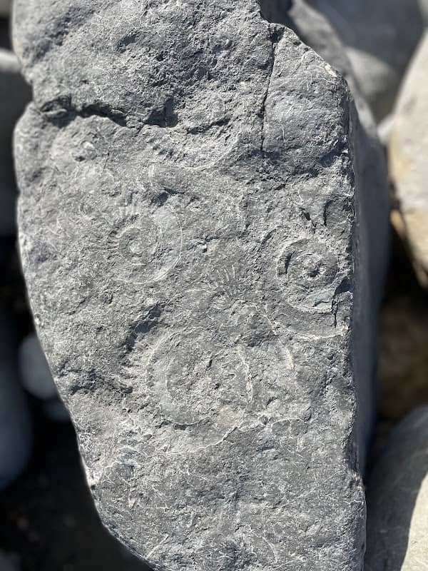 Fossilwise - Image 2