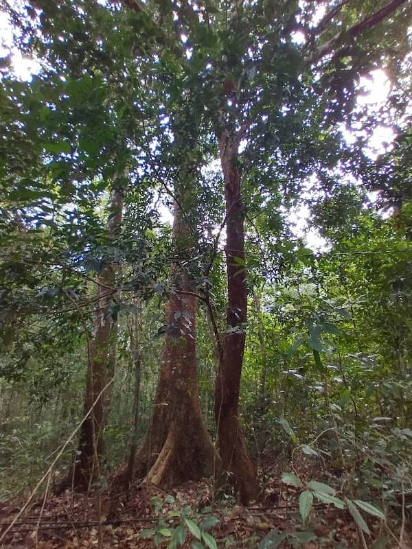 Sacred Tree - Image 1