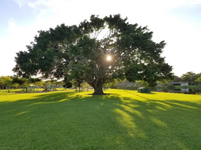 Fig Tree Park - Image 1