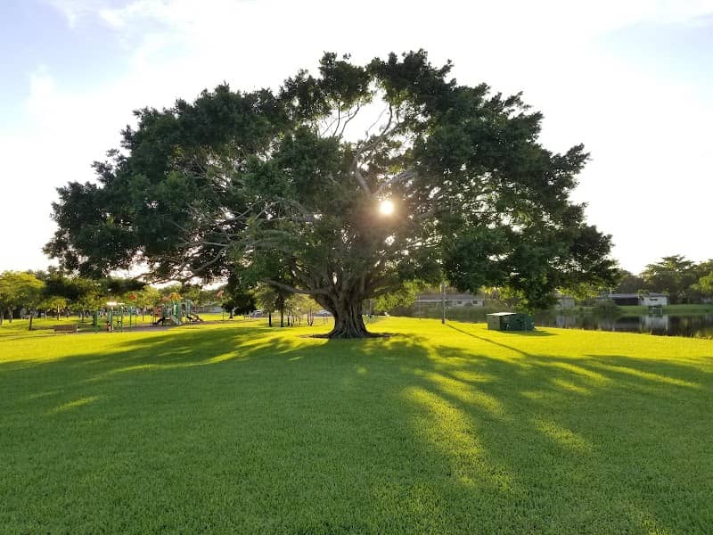 Fig Tree Park - Image 1