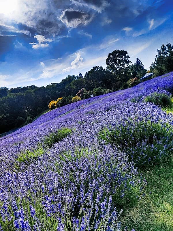 Arboretum and Conservation Area of Pannonhalma - Image 1