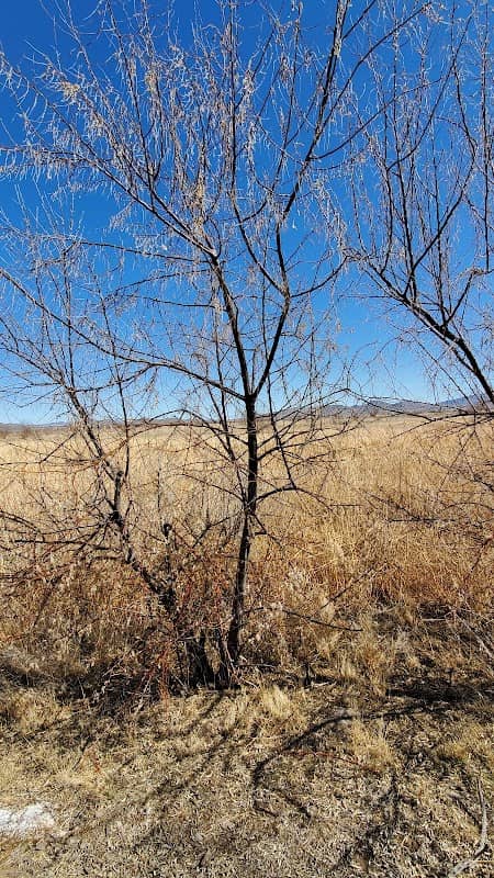 Mason Valley Wildlife Management Area - Image 2