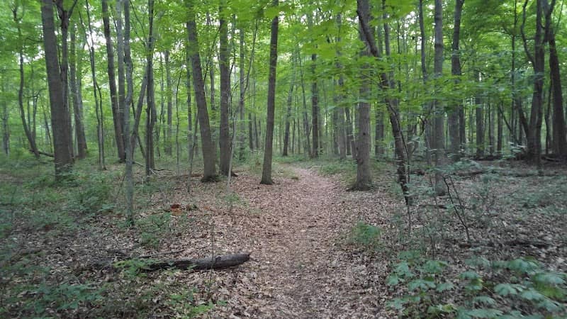 Ruby Woods - Image 1