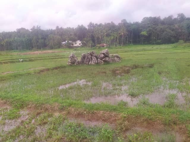 Armad paddy fields ആർമാട് നെൽപ്പാടങ്ങൾ - Image 1