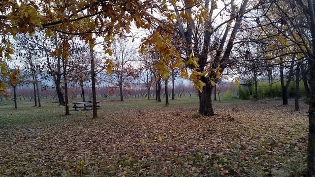 Parco Idillio - Image 2