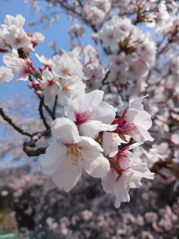 桜並木 - Image 1