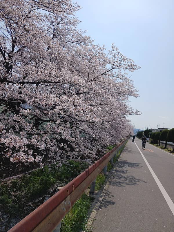 桜並木 - Image 2