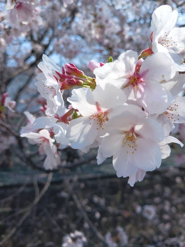 桜並木 - Image 3