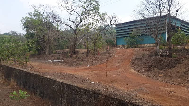 Vijay Cashew Farm - Image 1
