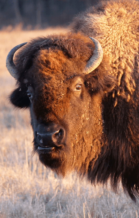 Bob Grant Bison Herd - Image 1