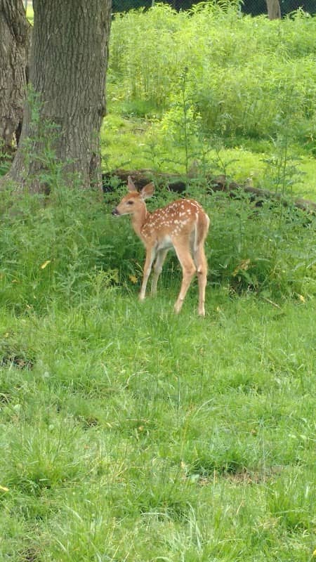 Harbor Springs Deer Park - Image 2