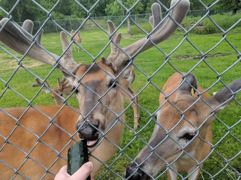 Harbor Springs Deer Park - Image 1