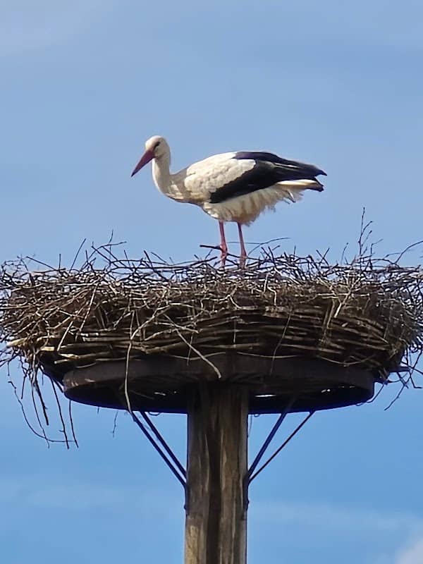 Storchennest - Image 1