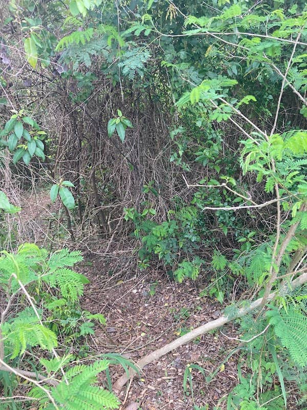 Mount Pirata Trailhead - Image 2