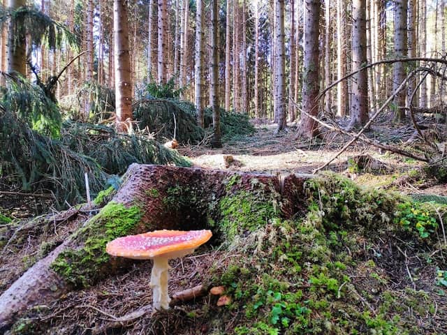 Bosco del Cansiglio - Image 1