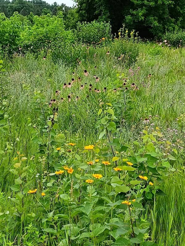 Quaas Creek Park - Image 2