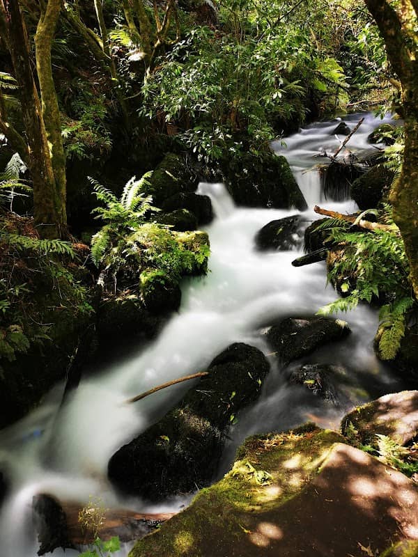 Te Waihou Rapids - Image 2