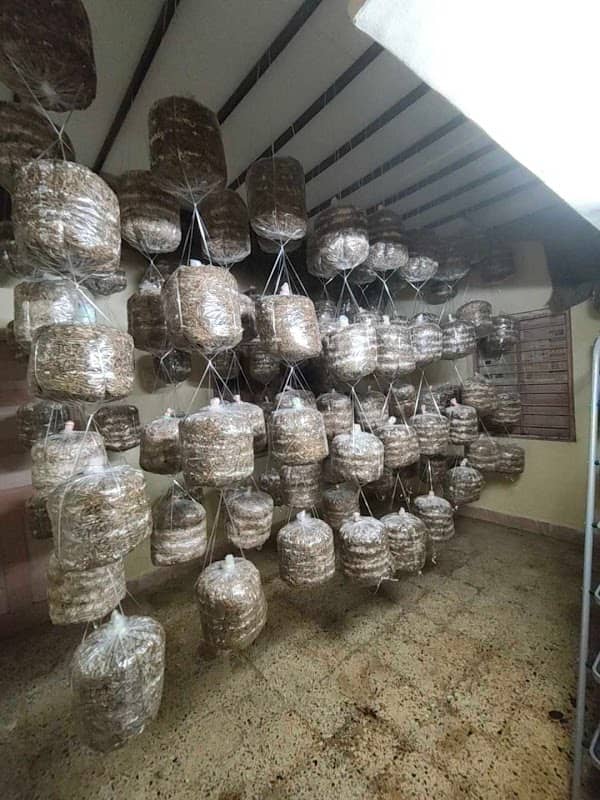 Ak's Mushroom farm - Image 1