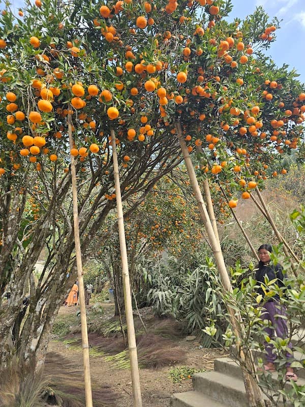 Dungmali Orange garden - Image 1