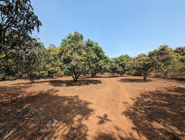 Prithvi Mango Farms - Image 1