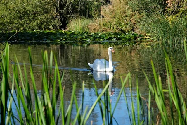 Pineham Park - Activity Trail - Image 1
