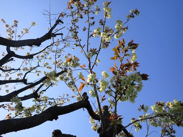 旭ヶ丘の御衣黄桜 - Image 1